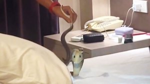 Tourists wake to cobra in hotel bed in Thailand
