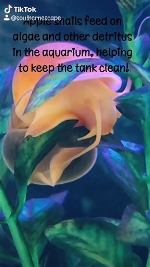 Apple Snail Aquarium Care Guide