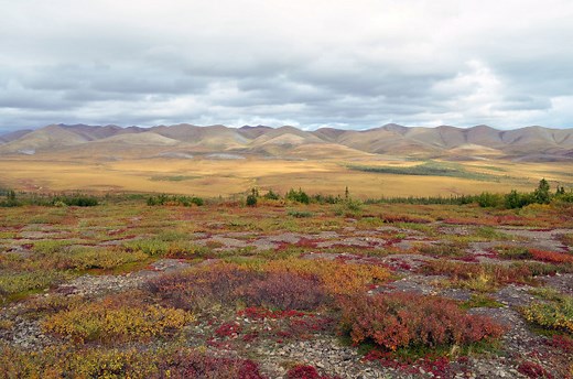 Tundra: localização, clima, fauna, flora, tipos - Mundo Educação