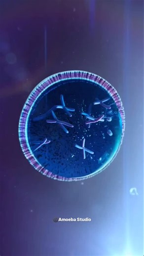World of Biology on Instagram: "Let’s break it down: Mitosis is how cells divide and conquer! 🧬✨ From growing tissues to healing wounds, this process is vital for life. Watch how one cell becomes two in just a few simple steps! 👇 Key points: 1️⃣ Prophase: Chromosomes condense, and the spindle starts forming. 2️⃣ Metaphase: Chromosomes align in the middle like a perfect lineup. 3️⃣ Anaphase: Sister chromatids are pulled apart. 4️⃣ Telophase: Two new nuclei form. 5️⃣ Cytokinesis: The final split