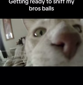 Understanding Cats' Fascinating Relationship with Cars