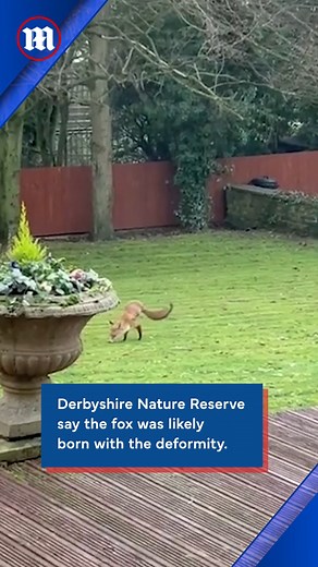 This fox is thriving with just two legs! 🦊 | Daily Mail Video
