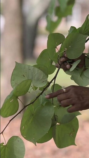 Tree ID: Eastern Redbud