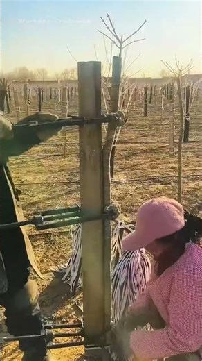 The process of straightening trees with homemade clamps