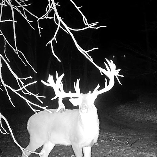 Check out this giant whitetail with big drop tine. Can't wait to see how big the bucks are going to finish out this year! | Genesis Whitetails