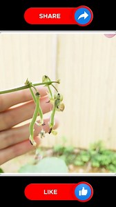 7.2K views · 40 reactions | Amazing 﫶﫶 | Small Vegetable Garden | Facebook