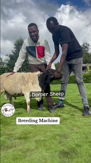south African Pure Dorper Ram: Dorper sheep farming kenya #dorpersheep #dorperfarm #howtostartdorper