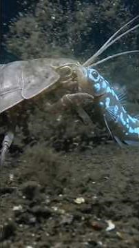 Giant Isopod 😱 | The Giant Cockroach of the Deep Ocean!