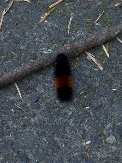 2.9K views · 24 reactions | Blairvira on Reels | Facebook