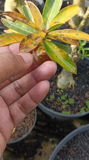 Symptoms of Adenium infected with Fusarium fungus include brown spots, yellowing, and easy leaf fall