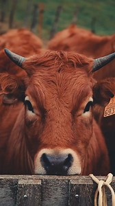 🐄🔒 Keeping your beef cattle healthy and thriving is a top priority for every rancher. In this video, we provide a quick overview of an effective vaccination schedule to ensure the well-being of your herd. Here's what you need to know: 🐮 Calves and Colostrum Learn about the importance of administering colostrum within the first few hours of a calf's life to provide essential antibodies. 🔒 Vaccinations at Two Months Discover the vaccinations for clostridial diseases, such as blackleg and tetan