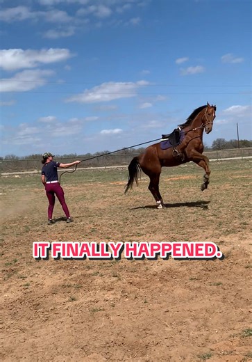 It took 53 days. Road to the Retired Racehorse Project starring Last Second Louie my 7 year old 17 hand thoroughbred by Malibu Moon. He’s absolutely incredible. #TBMakeover #OTTB #Thoroughbred #horsetrainer #horsetraining