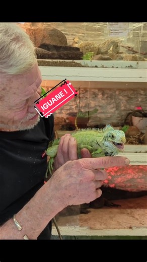 Rencontre avec un Iguane !