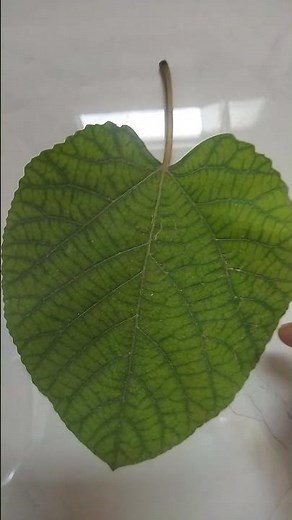Reticulate Venation and Parallel Venation