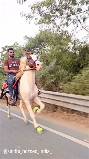 Shivam gandhi on Instagram: "Horse name :- SIKANDAR Sawar name :- @style_boysam Owner name :- @style_boysam #horses #animals #horsepower #animal #viral"