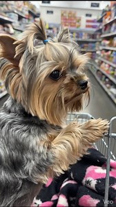 Tiny cart, BIG main character energy 🛒🐾✨ POV: you’re grocery shopping and the cutest supervisor shows up 😭💛 #yorkie #yorkshireterrier #dogsoftiktok #dogreels #petreels #cutedog #viralreels #funnydogs #tinybutmighty #shoppingday #pov #fyp #reelsviral #doglover #puppylove | The Yorkies Club