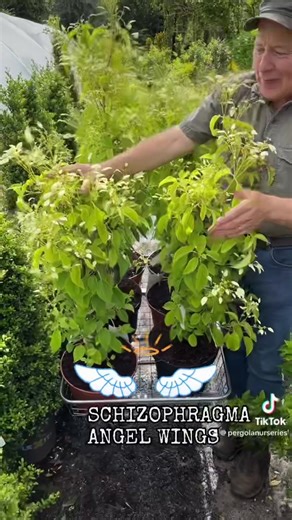 Schizophragma “Angel Wings” a self clinging climber for wall fence ,arch or climbing into a tree . Planting time is from now, Available in webshop https://pergolanurseries.ecwid.com ALL IRELAND DELIVERY 🚚 Pergola Nurseries Garden Corner, Virginia,Co Cavan A gardeners oasis of quality plants Open Tuesday to Saturday 10.30-6 Open Sundays 2-6 | Pergola Nurseries Garden Corner