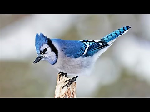 10 Most Beautiful Jay Birds in the World