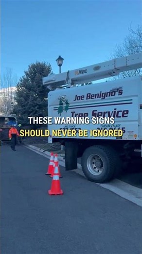 3 Signs Your Tree Is Actually Dangerous | Joe Benigno's Tree Service