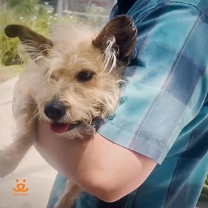 1.1K reactions · 102 shares | Everyone deserves a safe place to call home. Join us to get  and  out of shelters and into homes and Save Them All. | Best Friends Animal Society | Facebook