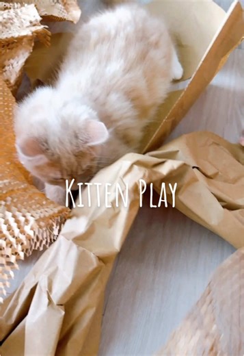 Any deliveries these days (Thankyou @Part&Parcel) End up in hours of play with boxes and packaging! Check out Mango trying to fit into the tiny box 😂 #catenrichment #catenrichmentideas #catplaying #kittens #kittensoftiktok #kitten #cutekittens #catsoftiktok #kittentok #partandparcel