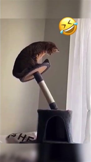 Cat Falls Like Titanic 🚢🐱 | Funny Cat Meme