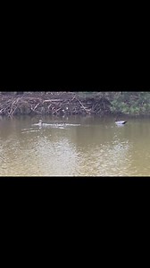 We are very excited out at the cattery! We have had a pair of ducks out and about and we had our paws crossed for some babies. And then yesterday........we saw them. 5 cute baby duckies!! | AristoCats Cattery