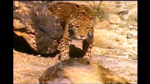 Jaguar Vs Coyote - Coyote Runs for Their Life