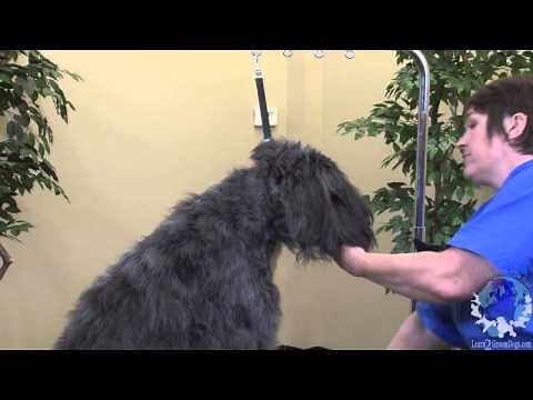 Grooming a Bouvier des Flandres