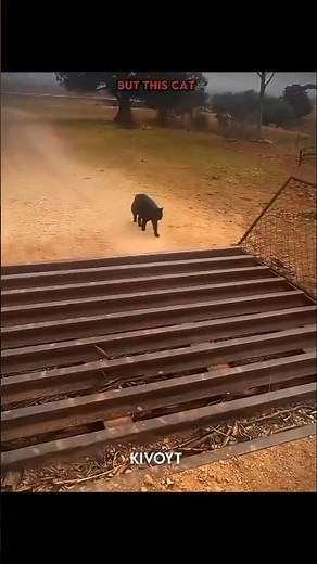 Animals Crossing Cattle Guard VS Cat🙀💀#edit #usa #skulledit #troll #phonk #catedit