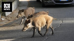Calls for cull as scavenging wild boars trot across Italy and into Rome
