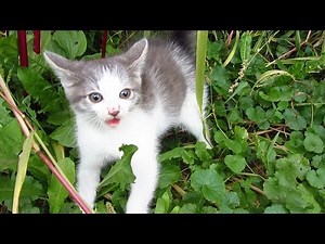 Kitten hissing at me because the first time he saw a man