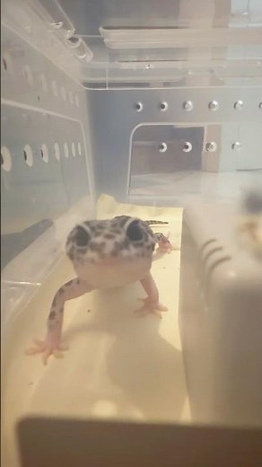 He Knows I’m Filming 😭🦎📸