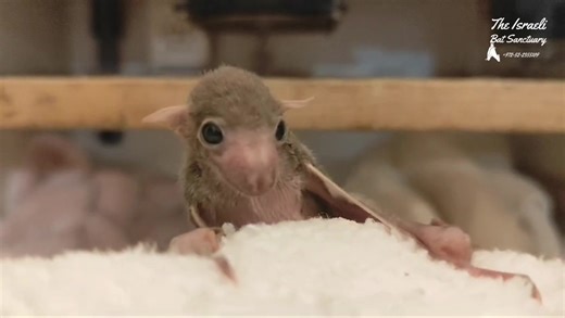 55K views · 4.2K reactions | Many people ask us why our rescued baby...