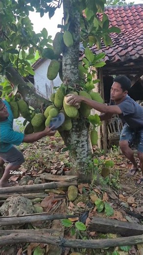 There are guinea pigs and sugar monkeys eating jackfruit #nature #shortviral
