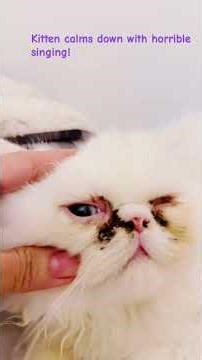 Calming a jumpy kitten.