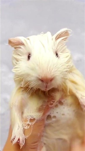 The Most Relaxing Guinea Pig Video 🐹🌿