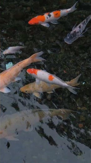 New Relaxing Fish Video for Cats 🐱🐟