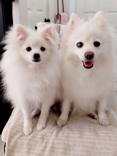 Japanese Spitz x Pomeranian