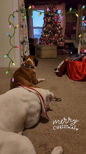 11K views · 1K reactions | Spread some Christmas cheer and joy to all your dog loving friends and family #boxerdog #ChristmasDog | Its a Boxer Dog Life | Facebook