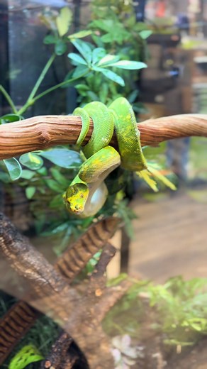 Setting Up a Juvenile Green Tree Python Enclosure