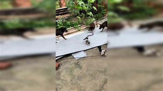 Dogs Fight Off Snake to Protect Puppies While Human Records Video