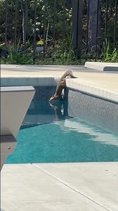 Squirrel Hangin' Out by the Pool || ViralHog