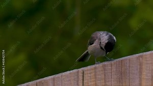 Carolina Chickadee Bird Sits on Edge of Fence Close Up. Carolina Chickadee bird sits on the side of a wood fence close up