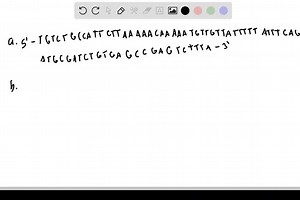 You have the following sequence reads from a genomic clone of the Homo sapiens genome: Read 1: ATGCGATCTGTGAGCCGAGTCTTTA Read 2: AACAAAAATGTTGTTATTTTTATTTCAGATG Read 3: TTCAGATGCGATCTGTGAGCCGAG Read 4: TGTCTGCCATTCTTAAAAACAAAAATGT Read 5: TGTTATTTTTATTTCAGATGCGA Read 6: AACAAAAATGTTGTTATT a. Use these six sequence reads to create a sequence contig of this part of the H. sapiens genome. b. Translate the sequence contig in all possible reading frames. c. Go to the BLAST page of the National Center