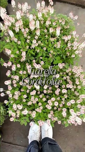 A Shade Garden Perennial Must-Have: Tiarella