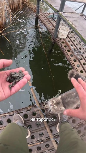 Spider fishing in April, gray cat waiting 🙀 #catfishing | fishing cat