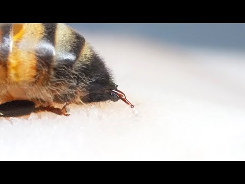 When you pull out a bee stinger from your skin, the results are shocking