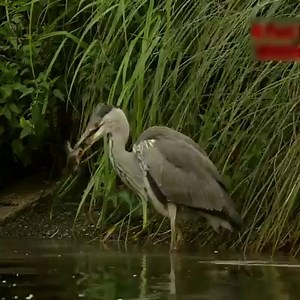 Heron eats an enormous duckling | Alive Nature