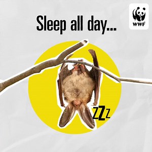 6.5K reactions · 797 shares | 驪 Bats do a lot more good for our world than we give them credit for: without them, we'd have more pests and our crops would suffer from pest damage. But bats are threatened by loss of habitat. Plants and people need bats, and bats need us. Help protect critical wildlife habitats for bats and other threatened species by making a gift to WWF today. | World Wildlife Fund | Facebook